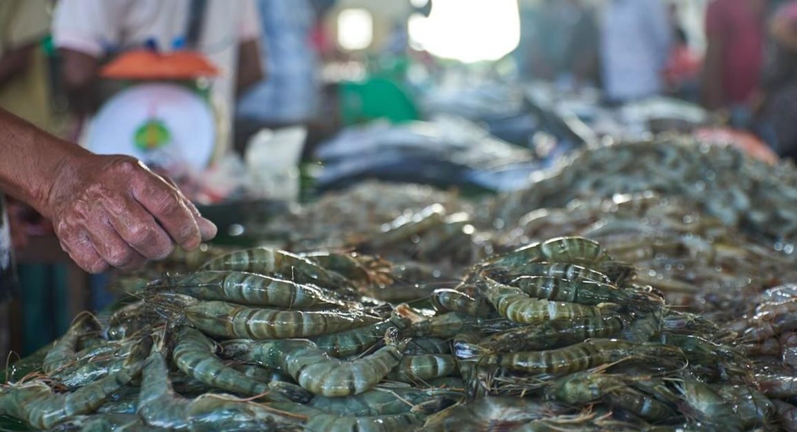 "Pemerintah musnahkan 5 ton udang asal Cikande yang ditolak AS. Terungkap, kontaminasi Cesium-137 sebesar 10,8 Bq/kg ditemukan di 494 kotak."