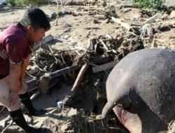 Tragis, Gajah Sumatera Mati Diterjang Banjir Bandang di Pidie Jaya, Tubuh Tertimbun Kayu