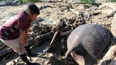 "Seekor Gajah Sumatera ditemukan mati tertimbun kayu dan lumpur akibat banjir bandang di Pidie Jaya, Aceh. Satwa dilindungi ini diduga terseret arus deras dari hulu."