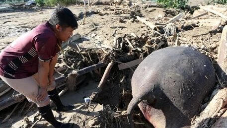 "Seekor Gajah Sumatera ditemukan mati tertimbun kayu dan lumpur akibat banjir bandang di Pidie Jaya, Aceh. Satwa dilindungi ini diduga terseret arus deras dari hulu."