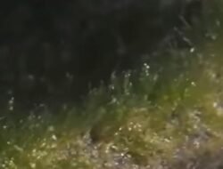 Viral! Dikira Hewan Zaman Dinosaurus, Fakta Ular Berlumut di Komodo Bikin Kaget