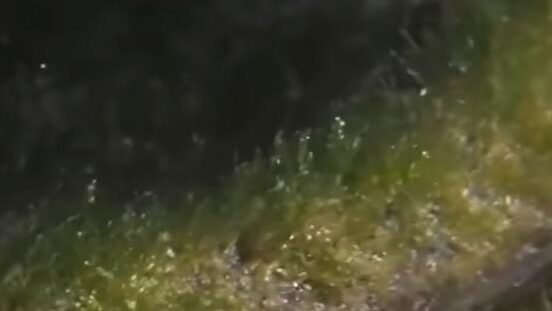 "Viral video ular laut disebut hewan purba di perairan Komodo. Pakar Biologi UGM luruskan fakta, ternyata spesies Ular Kadut (Acrochordus granulatus)."