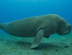 Cantik tapi Langka! Ini 5 Hewan Laut Unik yang Wajib Kita Jaga Keberadaannya