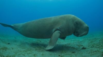 "Lautan Indonesia menyimpan fauna menakjubkan yang kini terancam punah. Kenalan dengan 5 hewan laut konservasi unik, mulai dari Dugong hingga Mola-mola, dan alasan kenapa mereka harus dijaga."