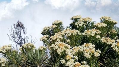 "Mau naik gunung? Jangan asal jalan. Ketahui 4 larangan keras saat mendaki gunung ini, mulai dari sampah hingga vandalisme, agar tidak kena sanksi blacklist."