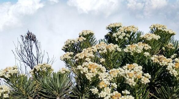 "Mau naik gunung? Jangan asal jalan. Ketahui 4 larangan keras saat mendaki gunung ini, mulai dari sampah hingga vandalisme, agar tidak kena sanksi blacklist."
