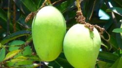 "Dari mangga muda hingga bakso, inilah 5 daftar makanan yang paling sering diidamkan ibu hamil di Indonesia. Mana yang jadi favorit istri Anda? Cek di sini."