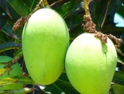 Unik dan Khas, Ini 5 Makanan yang Paling Sering Diidamkan Ibu Hamil di Indonesia