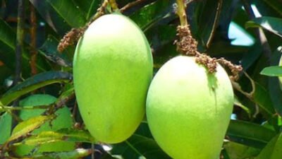 "Dari mangga muda hingga bakso, inilah 5 daftar makanan yang paling sering diidamkan ibu hamil di Indonesia. Mana yang jadi favorit istri Anda? Cek di sini."