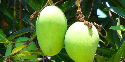 "Dari mangga muda hingga bakso, inilah 5 daftar makanan yang paling sering diidamkan ibu hamil di Indonesia. Mana yang jadi favorit istri Anda? Cek di sini."