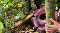 Bunga langka Rafflesia tuan-mudae mekar di lantai hutan kawasan Cagar Alam Raya Pasi, Singkawang. (Dok. BKSDA Kalbar)
