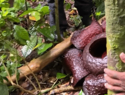 Tempuh 2 Jam Pendakian Ekstrem, Kepala BKSDA Kalbar ‘Buru’ Mekarnya Rafflesia Tuan-Mudae
