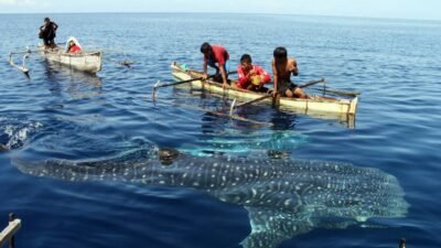 "Aktivitas tambang di perbukitan mengancam eksistensi wisata Hiu Paus Botubarani, Gorontalo. Sedimentasi lumpur dan bebatuan mulai merusak habitat konservasi."