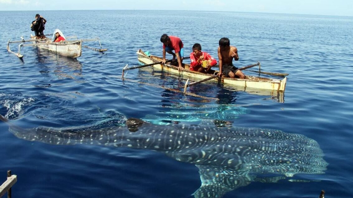 "Aktivitas tambang di perbukitan mengancam eksistensi wisata Hiu Paus Botubarani, Gorontalo. Sedimentasi lumpur dan bebatuan mulai merusak habitat konservasi."