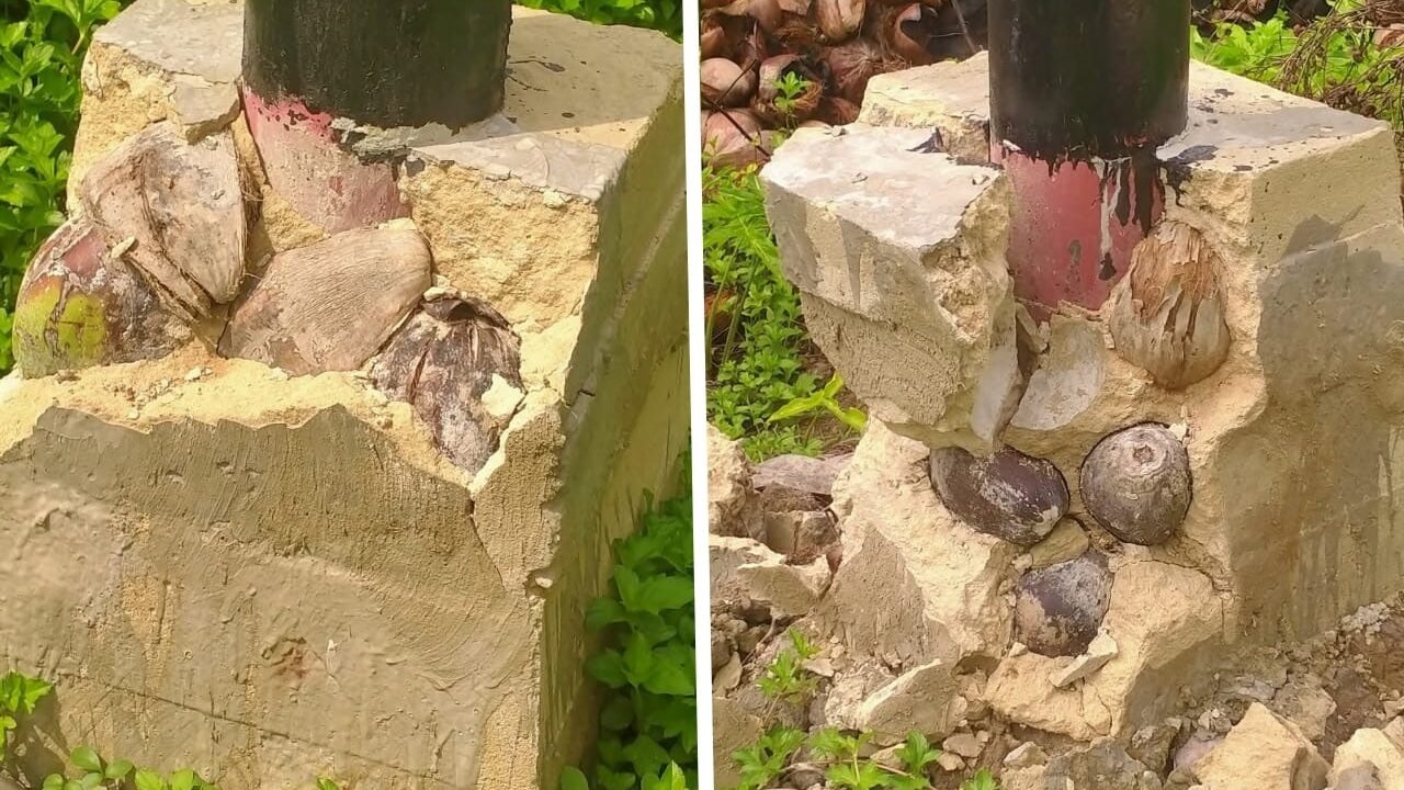 Kondisi pondasi tiang listrik di Desa Sarang Burung Usrat, Sambas, yang dicampur sabut kelapa. (Dok. Ist)