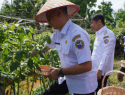 Harga di Pasar ‘Mendadak Pedas’, Tiga Daerah di Kalbar Keroyokan Lakukan Panen Raya