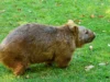 Fakta Wombat: Menggunakan Bokong untuk Bertahan, Kawin, dan Melawan Predator