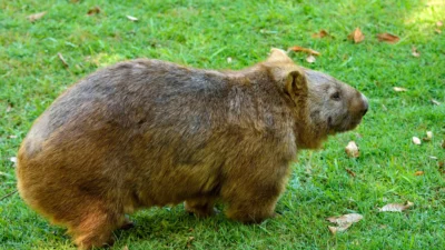 Fakta Wombat: Menggunakan Bokong untuk Bertahan, Kawin, dan Melawan Predator