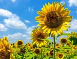 Di Balik Kelopaknya yang Cantik, Ini 6 Manfaat Bunga Matahari bagi Kesehatan dan Lingkungan