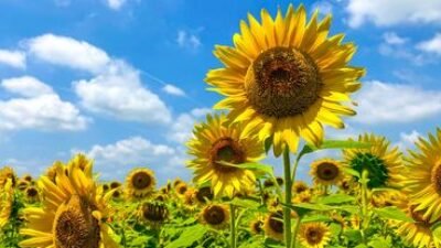 "Lebih dari sekadar kuaci, temukan 6 manfaat bunga matahari yang menakjubkan. Mulai dari menyehatkan jantung, kulit, hingga menyerap racun lingkungan."