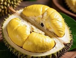 Cara Memilih Durian yang Manis dan Berdaging Tebal