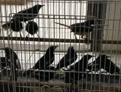 Gagalkan Penyelundupan, Karantina Kalimantan Barat Sita Ratusan Burung Ilegal di Pelabuhan Dwikora