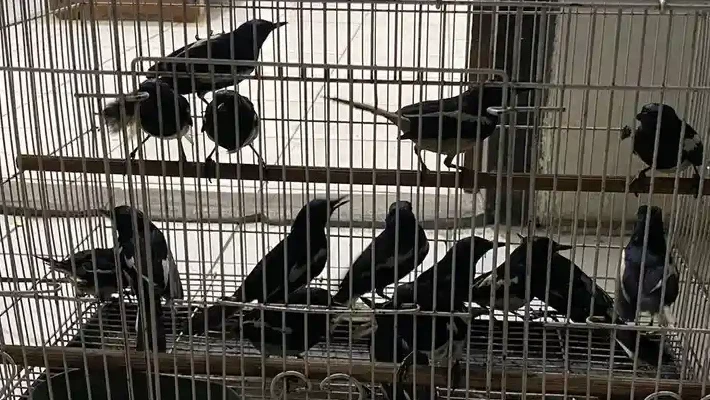 Ilustrasi - Karantina Kalimantan Barat gagalkan penyelundupan 705 burung di Pelabuhan Dwikora. (Dok. Ist)