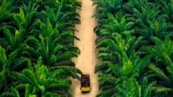 Pemerintah Indonesia akan memperluas area perkebunan lahan sawit mulai tahun depan. (Dok. Ist)