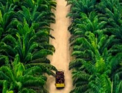 Indonesia akan Memperluas Kawasan Sawit Hingga 3 Juta Hektare