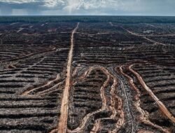 10 Wilayah dengan Angka Deforestasi paling Besar di Indonesia
