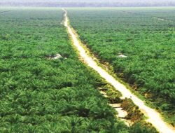 Serupa Tapi Tak Sama: 5 Alasan Ilmiah Mengapa Kebun Sawit Takkan Pernah Bisa Menggantikan Hutan Alam