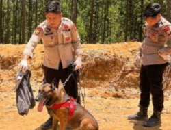 Gugur di Medan Bencana, ‘Reno’ Pahlawan K-9 Polda Riau Dimakamkan Secara Kedinasan