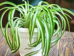 Bikin Kamar Estetik dan Sejuk, Ini 4 Jenis Tanaman Gantung Terbaik untuk Pemula