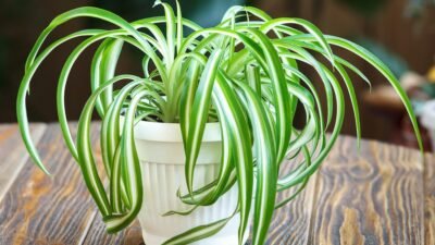 "Cari dekorasi hemat ruang? Simak artikel jenis tanaman gantung berikut. Ada 4 rekomendasi tanaman estetik, pembersih udara, dan mudah dirawat untuk kamar tidur."
