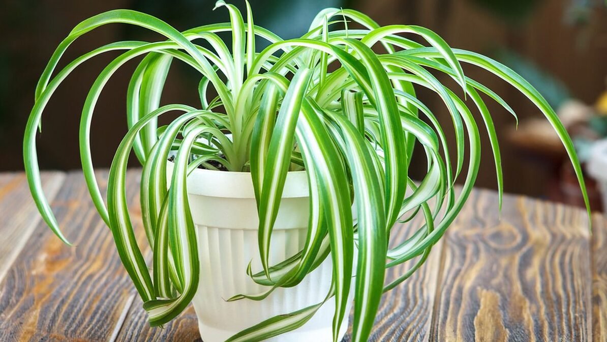 "Cari dekorasi hemat ruang? Simak artikel jenis tanaman gantung berikut. Ada 4 rekomendasi tanaman estetik, pembersih udara, dan mudah dirawat untuk kamar tidur."