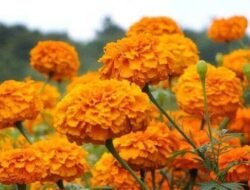 8 Tanaman Bunga Cantik yang Mudah Dirawat