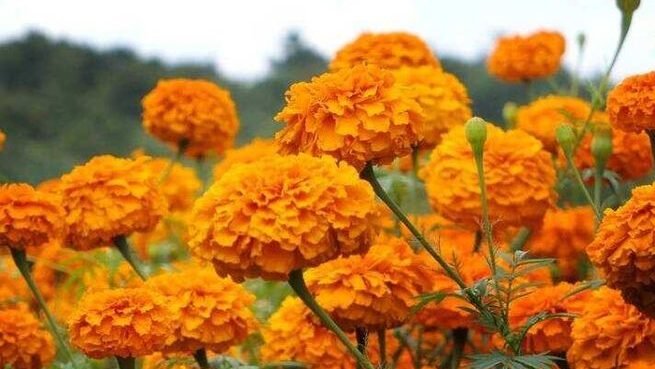 Bunga Marigold (Dok. Ist)