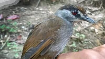 Burung Pelanduk Kalimantan (Malacocincla perspicillata) yang memiliki ciri khas garis mata hitam lebar dan iris mata berwarna merah tua. (Instagram @kemenhut)