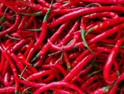 Pemprov DKI Jual Cabai Asal Aceh Rp 40 Ribu per Kg