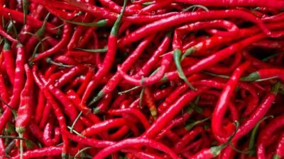 Ilustrasi - Cabai