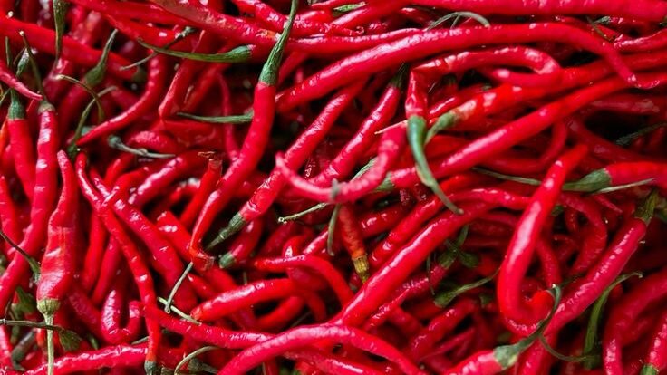 Ilustrasi - Cabai