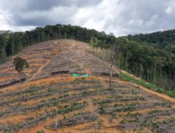 Darurat Hutan Borneo: Kaltim dan Kalbar Juara Deforestasi 2024, Ketapang Masuk 3 Besar Nasional