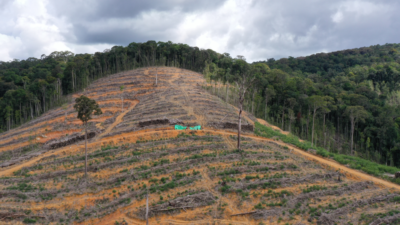 Pemandangan udara kondisi deforestasi di kawasan Bukit Sabar Bubu, Desa Kualan Hilir, Kecamatan Simpang Hulu, Kabupaten Ketapang, Kalimantan Barat. Wilayah Ketapang tercatat sebagai salah satu penyumbang deforestasi terbesar di Indonesia pada tahun 2024. (Dok. Ist)