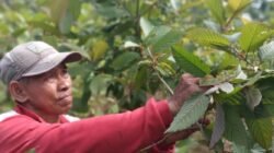 "Tanaman Kratom asal Kapuas Hulu jadi primadona ekspor ke Amerika Serikat. Simak khasiat medis dan dampak ekonominya bagi warga Kalimantan Barat."