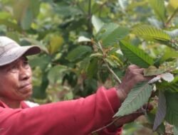 Digemari Pasar AS, Kratom Jadi “Emas Hijau” Penopang Ekonomi Warga Kapuas Hulu