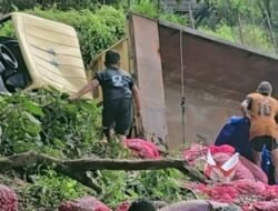 Rem Blong di Turunan Tajam, Dump Truck Terjun ke Jurang di Desa Penyaladi Sanggau