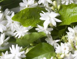 Kecil, Putih, dan Penuh Makna: 5 Fakta Unik Bunga Melati yang Jarang Disadari