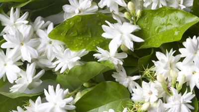 "Bukan sekadar wangi, temukan 5 hal unik bunga melati yang jarang diketahui. Mulai dari alasan wangi di malam hari, kerabat zaitun, hingga simbol Puspa Bangsa."