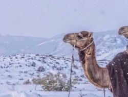 Fenomena Salju di Arab Saudi Selimuti Gurun Hail, Pakar Astronomi Berikan Penjelasan