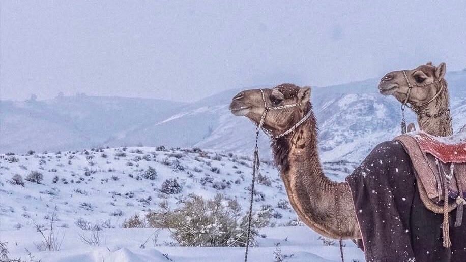 Viral fenomena salju di Arab Saudi selimuti gurun Hail.